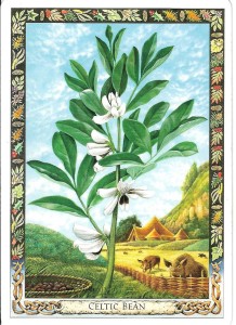 Celtic Bean from the Druid Plant Oracle