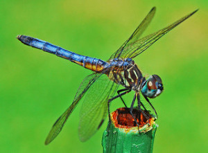 Blue Dragonfly Magic | by Jeff Clow