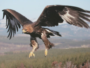 Eagle beautiful-golden-eagle-in-flight-golden-eagles-29183845-1024-768