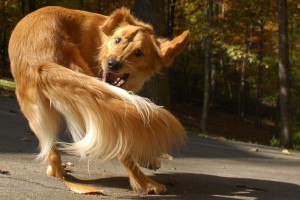 Dog Chasing Tail