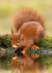 red-squirrel