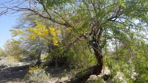 Anza Borrego Palo Verde