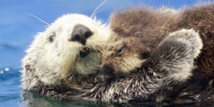 Sea Otters from Flipboard