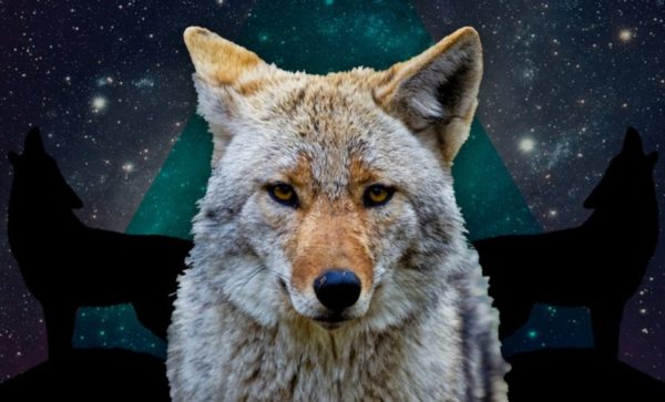 Coyote was lost