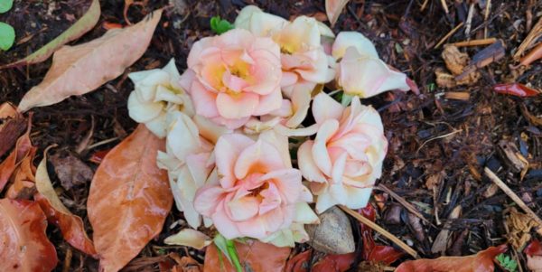 Earth Mother Magic Photo by Mara