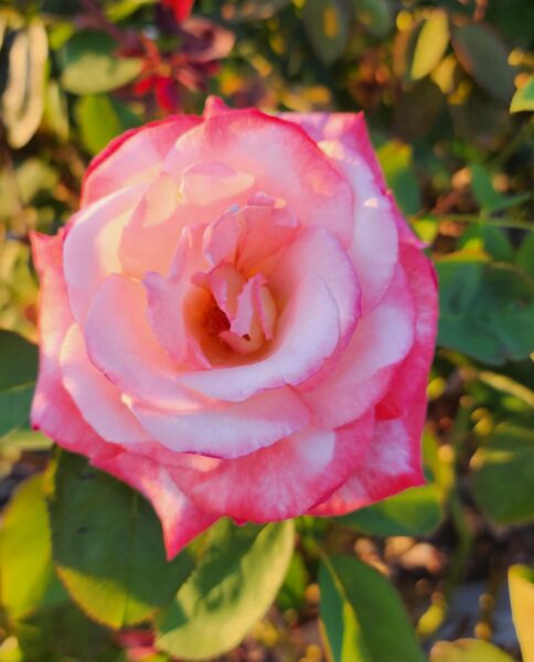 Sun Glow Rose Feeling Good - Shamanic Reiki Weekend