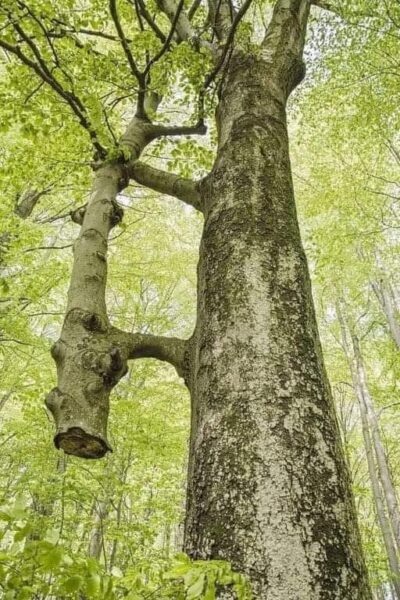 Inosculation, photo by Rebecca Herbert - Environmental Journalist, Tired Earth for New Direction Shamanic Weather