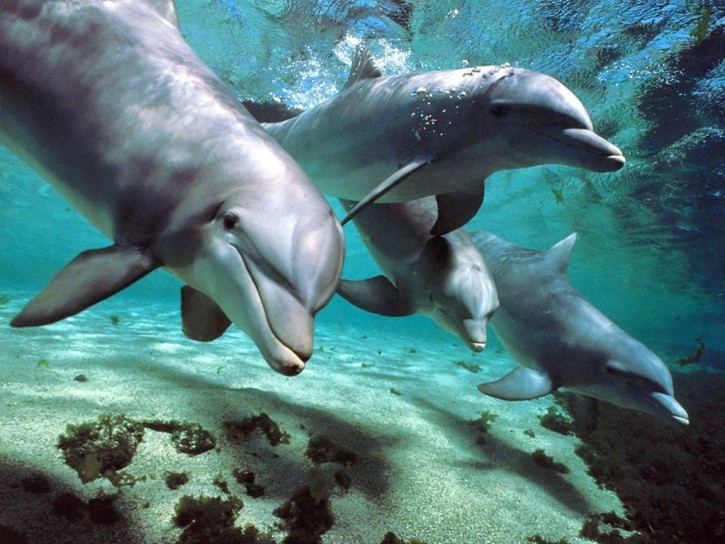 Dolphins Mercury Retrograde Eclipse Convergence Astro Insight Report