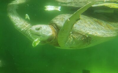 Graceful Endings Pisces New Moon